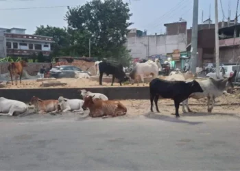 बेसहारा पशु के कारण ऑटो पलटा, 11 लोग घायल