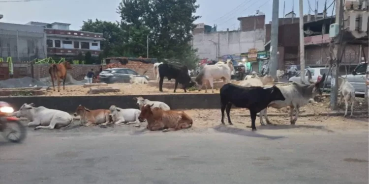 बेसहारा पशु के कारण ऑटो पलटा, 11 लोग घायल